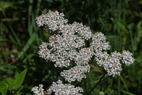 Common yarrow Stock Photos