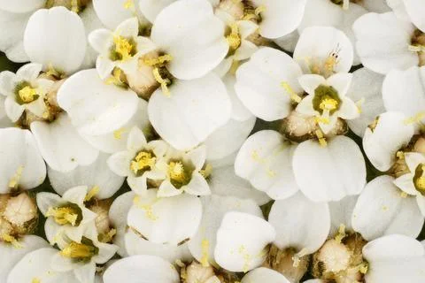 Common yarrow tiny white flowers under 4x magnification microscope, tiny in.. Stock Photos