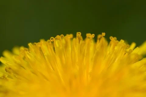 Common yellow dandelion Stock Photos