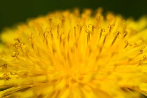 Common yellow dandelion Stock Photos