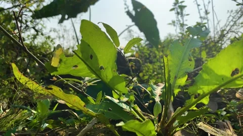 Common yellow grass butterfly flying around green plants foliage looking for Stock Footage 333631006
