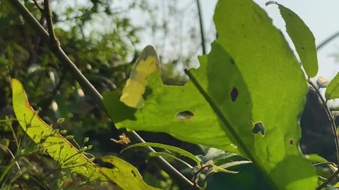 Common yellow grass butterfly flying around green plants foliage looking for Stock Footage 333693917