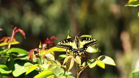 Common Yellow Swallowtail Stock-Footage 333582739