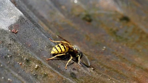 Common yellow wasp drinking fresh water from a puddle in close-up macro footage Stock Footage 341842046
