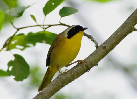 Common yellowthroat Stock Photos
