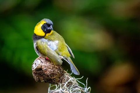 Common Yellowthroat Stock Photos