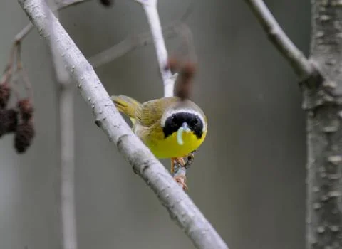 Common yellowthroat2 Stock Photos