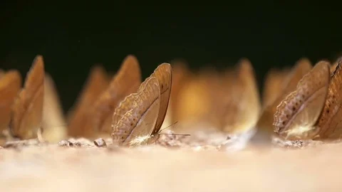 Common Yeoman, Group of butterfly, Slow motion. Stock Footage 77836637