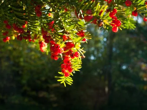 Common yew Stock Photos