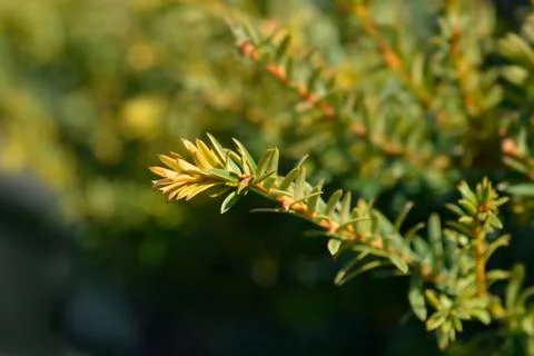 Common Yew Semperaurea Stock Photos