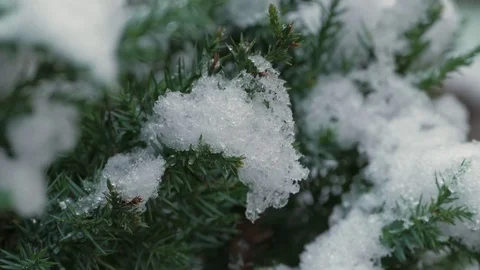 Common Yew Taxus Cuspidata Stock Footage 69811793