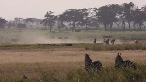 Common Zebra, dust storm, Kenya, E Africa Stock Footage 108565938
