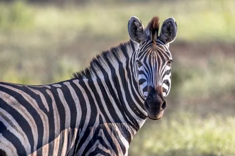 Common Zebra looking at camera Stock Photos
