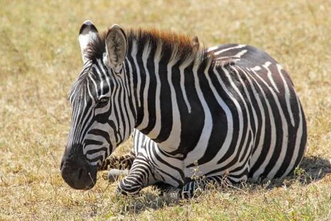 Common zebra lying Stock Photos
