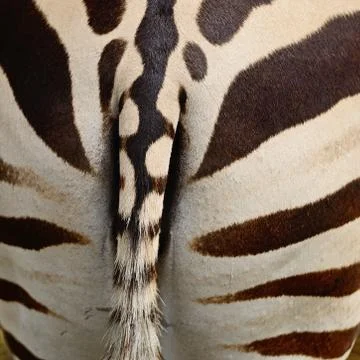 Common zebra Stock Photos