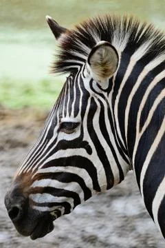 Common zebra Stock Photos
