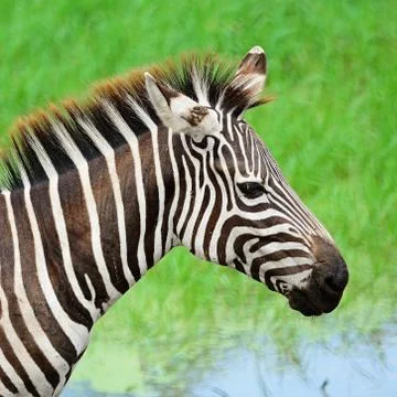 Common zebra Stock Photos