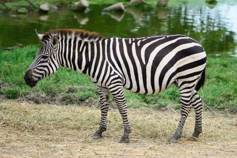 Common zebra Stock Photos