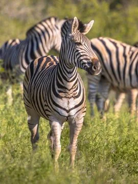 Common Zebra Stock Photos