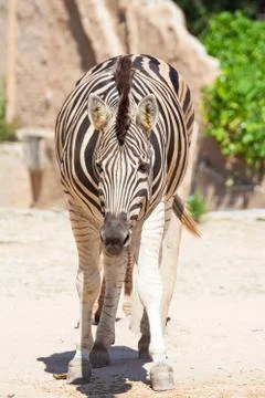 Common Zebra, science names "Equus burchellii", stand on sand ground Foto stock