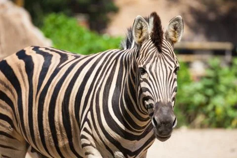Common Zebra, science names "Equus burchellii", stand on sand ground Foto stock