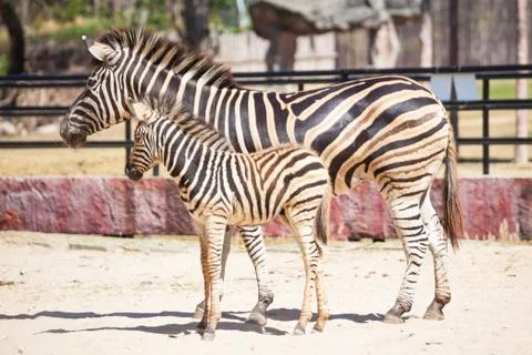 Common Zebra, science names "Equus burchellii", mom and child stand on sand g Foto stock