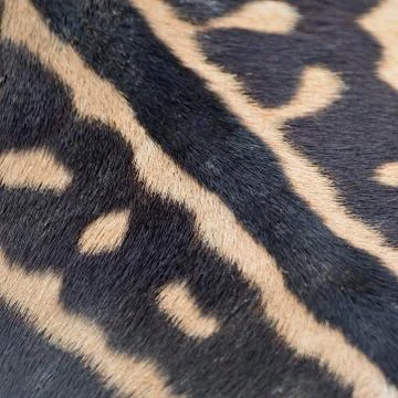 Common zebra skin Stock Photos