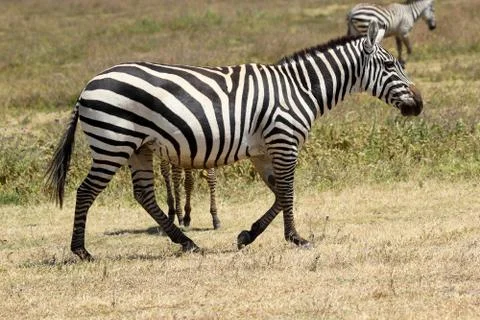 Common zebra walking Foto stock