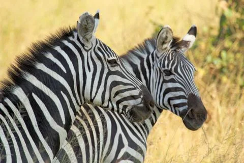 Common zebras Stock Photos