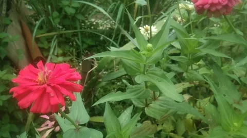 Common zinnia or zinnia elegans Stock Footage 237046053