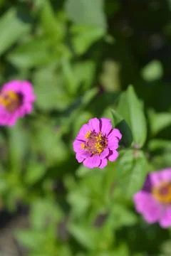 Common zinnia Stock Photos