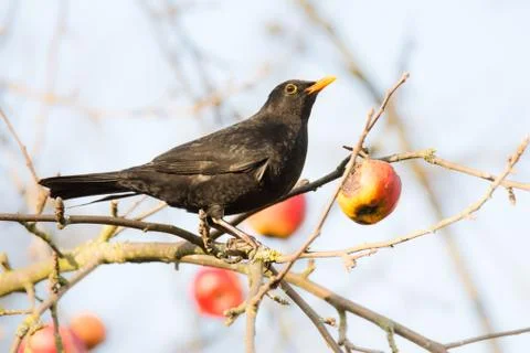 Commonb blackbird in an apple tree Stock Photos