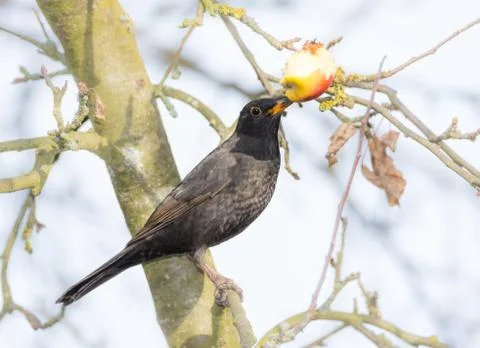 Commonb blackbird eating in an apple tree Stock Photos