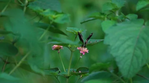 CommonCrow butterfly feeds and fly off in 500fps 動画素材 249039864