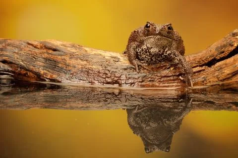 Commond Toad Stock Photos