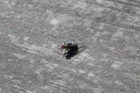 CommonFlyMacro Foto stock