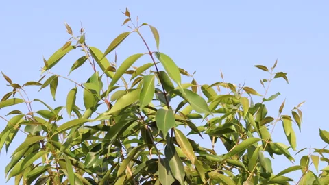 Commonly or Malabar plum, Java plum, black plum, jamun or jambolan Video stock 221082028