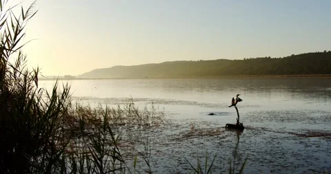 A Commorant spreads its wings overlooking a wetland lake at dawn. Stock Footage 142378695