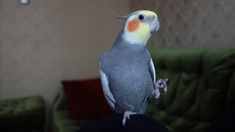 Communicating cockatiel Stock Footage 107308040