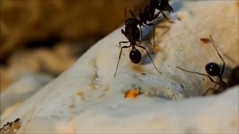 Communication of ants. Funny ants. ant farm Stock Footage 82267865