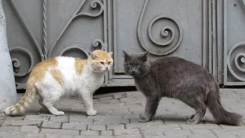 Communication of two cats in the yard. Two cats in the yard in the village. Stock Photos