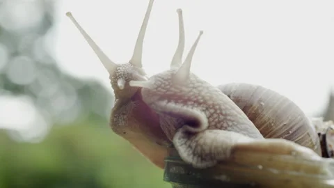Communication of two snails Stock Footage 147665239