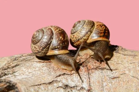 Communication of two snails Stock Photos