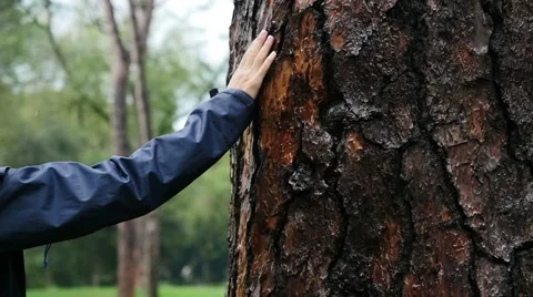 Communion with nature Stock Footage 68938909