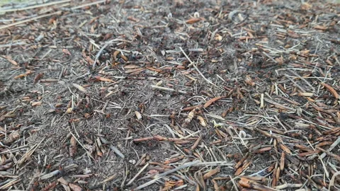 Community of ants working at the anthill, close up Stock Footage 198326766
