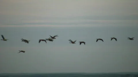 Community of Canada geese are flying in formation (High Definition) Stock Footage