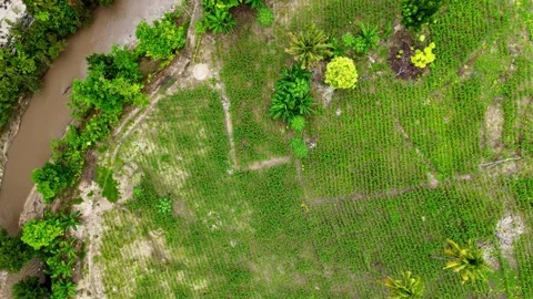 Community Corn Fields in the Mbatakapidu River Basin Area Stock Footage 273127518