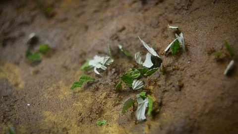 Community of cutter leaf ants Stock Footage 94675991