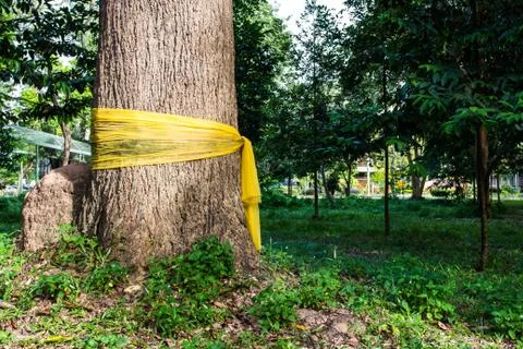 Community forest ordination Stock Photos