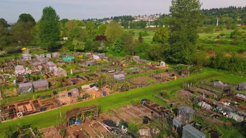 Community garden allotments below featuring lush green pathways wooden raised Stock Footage 335398592